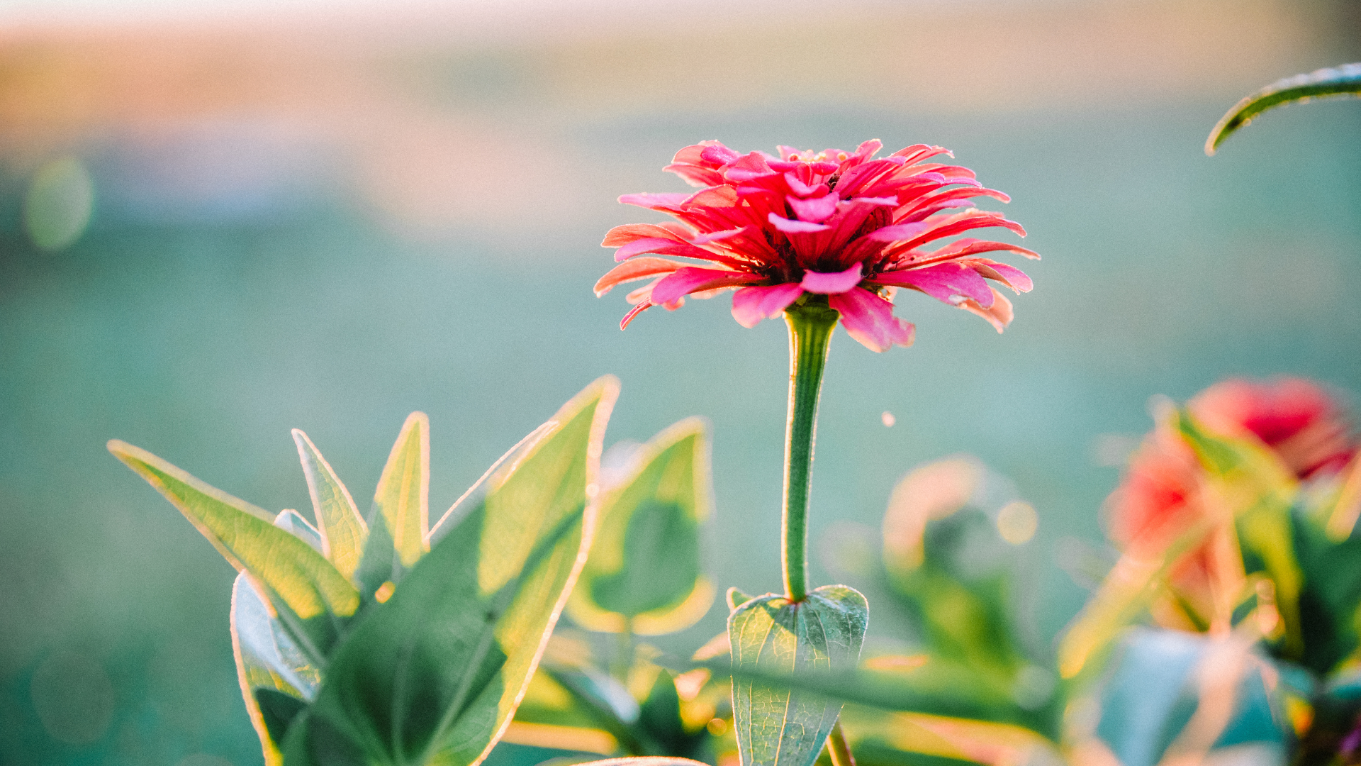 zinnia flower of hope